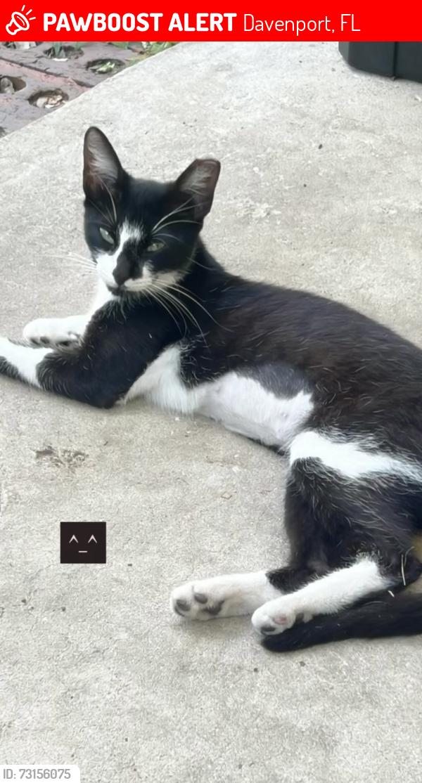 Lost Female Cat last seen osceola polk county rd, Davenport, FL 33896
