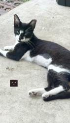 Lost Female Cat last seen osceola polk county rd, Davenport, FL 33896