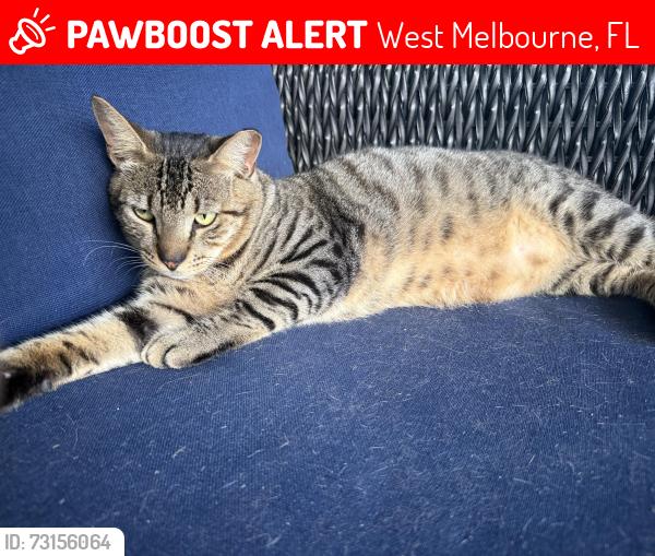 Lost Female Cat last seen Near 192 and Bossieux blvd, West Melbourne, FL 32904