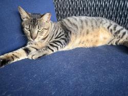 Lost Female Cat last seen Near 192 and Bossieux blvd, West Melbourne, FL 32904