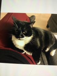 Reunited Female Cat last seen Polk and Wabash, San Diego, CA 92104