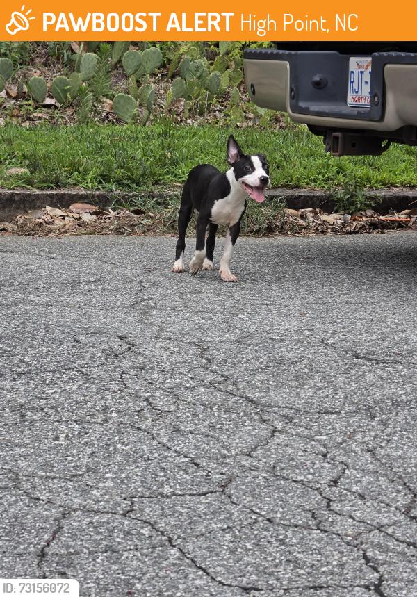 Found/Stray Female Dog last seen Farriss and Madison Ave High Point, High Point, NC 27262