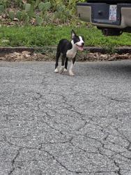 Found/Stray Female Dog last seen Farriss and Madison Ave High Point, High Point, NC 27262