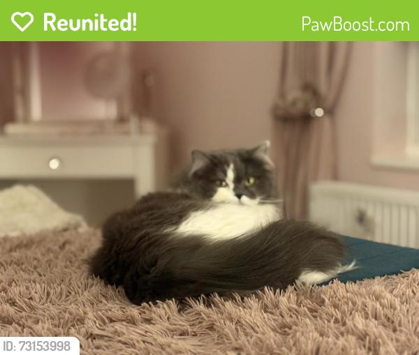 Reunited Female Cat last seen Frenchay Common, Winterbourne, England BS16 1ND