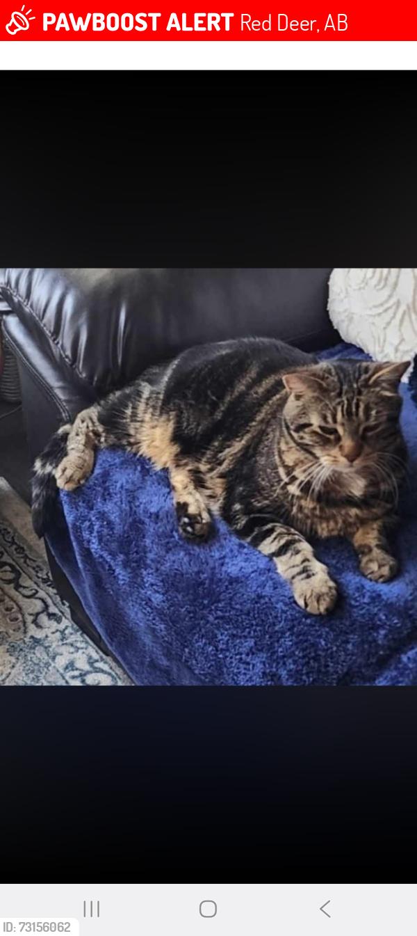 Lost Male Cat last seen Traptow Close, Timberlands, Reddeer, Red Deer, AB 
