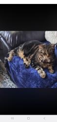 Lost Male Cat last seen Traptow Close, Timberlands, Reddeer, Red Deer, AB 