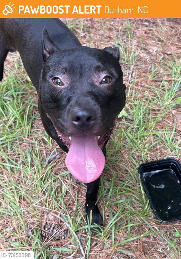 Found/Stray Male Dog last seen Sherron rd, Durham, NC 27704