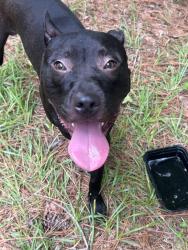 Found/Stray Male Dog last seen Sherron rd, Durham, NC 27704