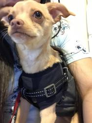 Lost Male Dog last seen Polar bear was in our yard yesterday, San Jose, CA 95122