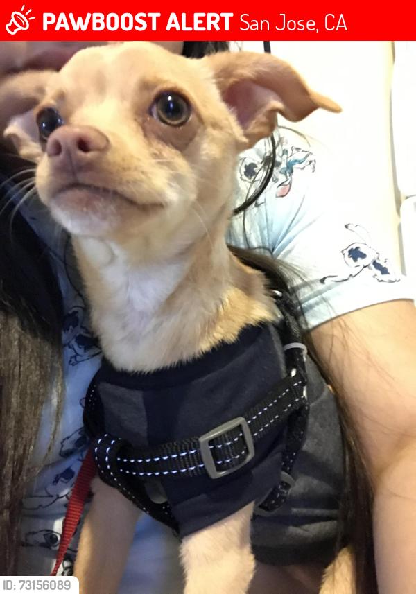 Lost Male Dog last seen Polar bear was in our yard yesterday, San Jose, CA 95122