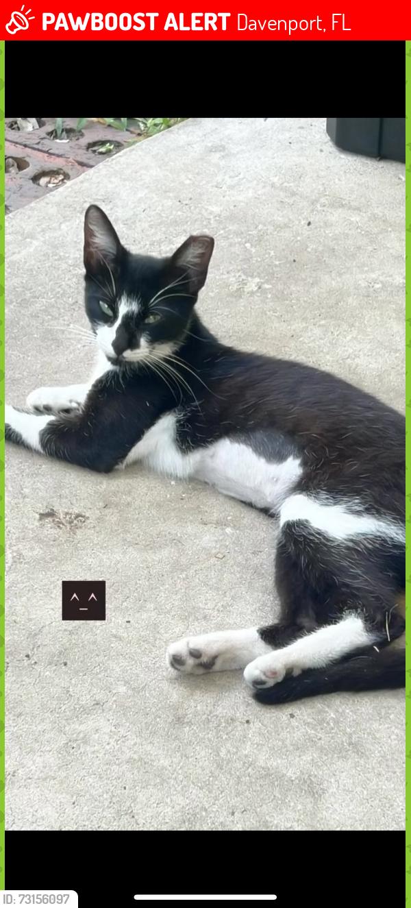 Lost Female Cat last seen Prado drive behindTexas Roadhouse, Davenport, FL 33896