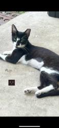 Lost Female Cat last seen Prado drive behindTexas Roadhouse, Davenport, FL 33896