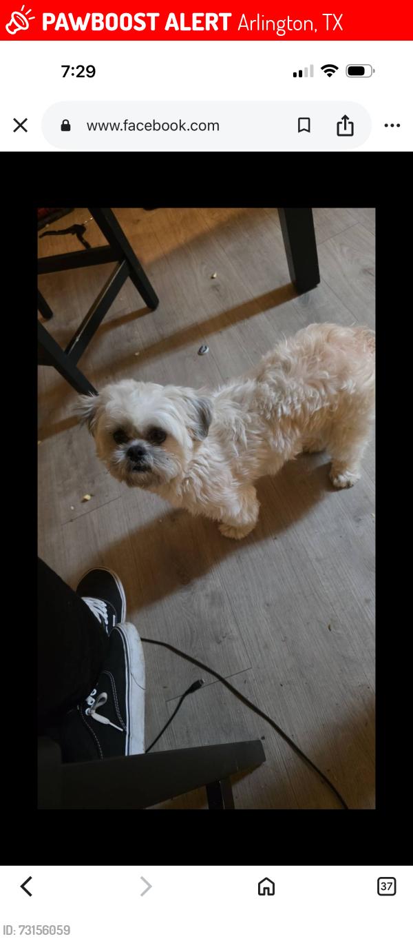 Lost Male Dog last seen Parkway & pioneer Arlington tx 76010, Arlington, TX 76010