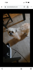 Lost Male Dog last seen Parkway & pioneer Arlington tx 76010, Arlington, TX 76010