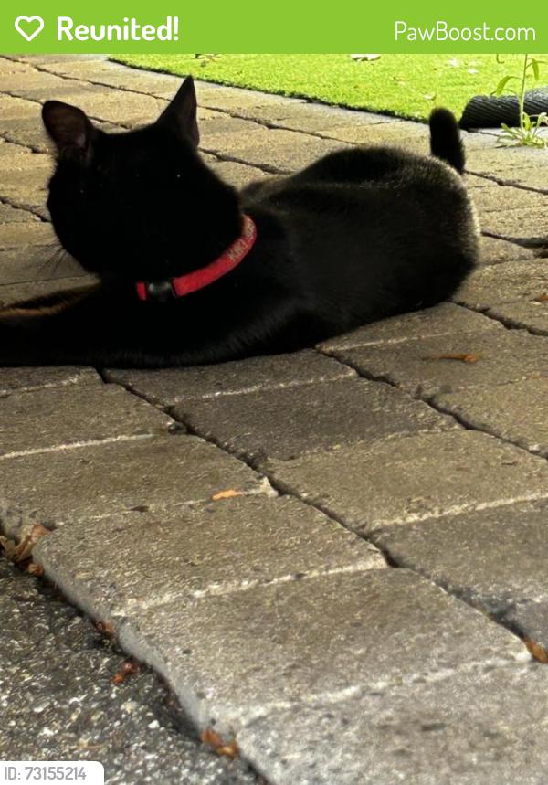 Reunited Unknown Cat last seen Monte vista la jolla, San Diego, CA 92037