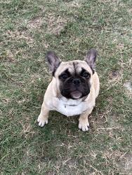 Lost Male Dog last seen Bland howell rd or hwy 55, Lenoir County, NC 28525