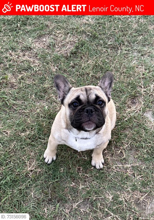 Lost Male Dog last seen Bland howell rd or hwy 55, Lenoir County, NC 28525