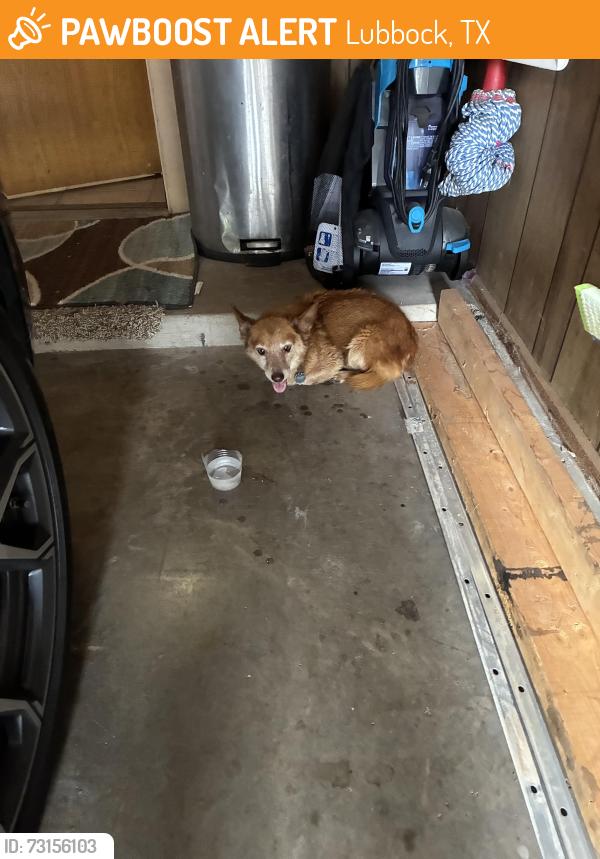 Found/Stray Male Dog last seen Slide and 98th, Lubbock, TX 79424