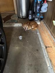 Found/Stray Male Dog last seen Slide and 98th, Lubbock, TX 79424