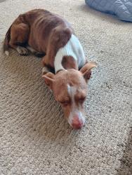 Found/Stray Female Dog last seen Jan's Rd, Richton, MS 39476