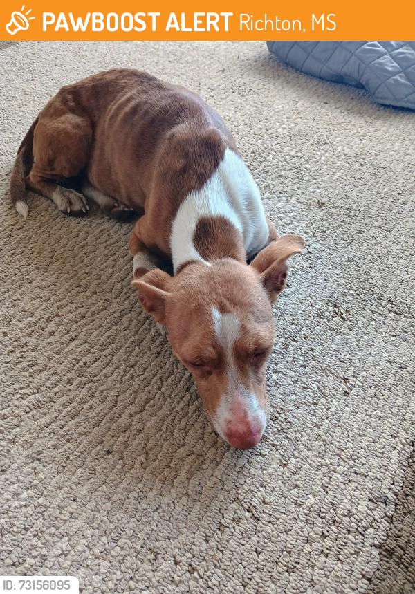 Found/Stray Female Dog last seen Jan's Rd, Richton, MS 39476