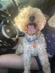 Reunited Male Dog last seen Uncommon apmts, Wilmington, NC 28403