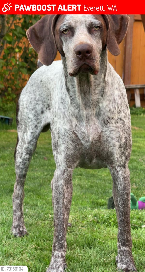 Lost Male Dog last seen highland Ave Everett wa, Everett, WA 98201