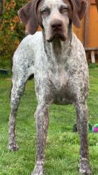 Lost Male Dog last seen highland Ave Everett wa, Everett, WA 98201