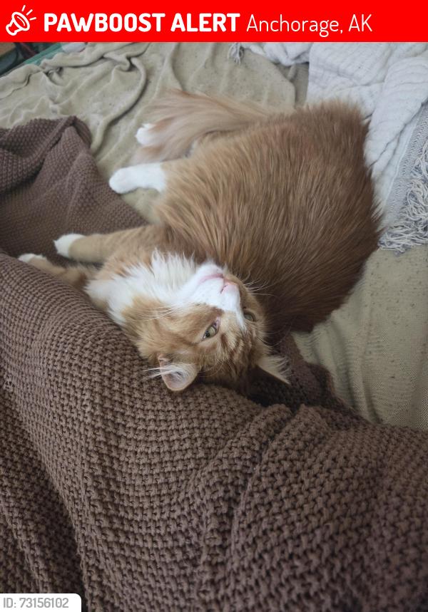 Lost Male Cat last seen Near w 14th ave, Anchorage, Ak 99501, Anchorage, AK 99501