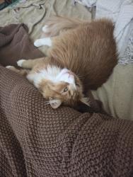 Lost Male Cat last seen Near w 14th ave, Anchorage, Ak 99501, Anchorage, AK 99501