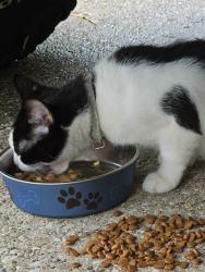 Found/Stray Unknown Cat last seen Walgreens Delhi rd, Cincinnati, OH 45238