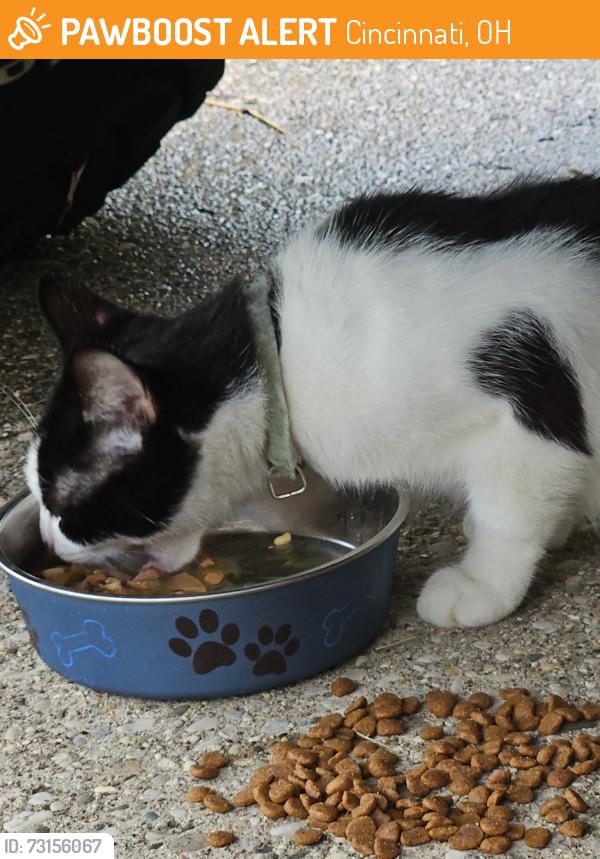 Found/Stray Unknown Cat last seen Walgreens Delhi rd, Cincinnati, OH 45238