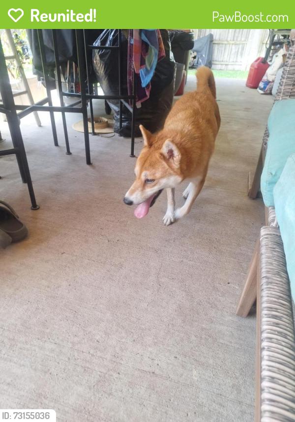 Reunited Female Dog last seen Linkway and devonaire dr, Fort Worth, TX 76008