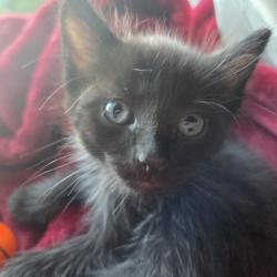 Shelter Stray Male Cat last seen , 2350 Appling City Cove, Memphis, TN 38133, USA