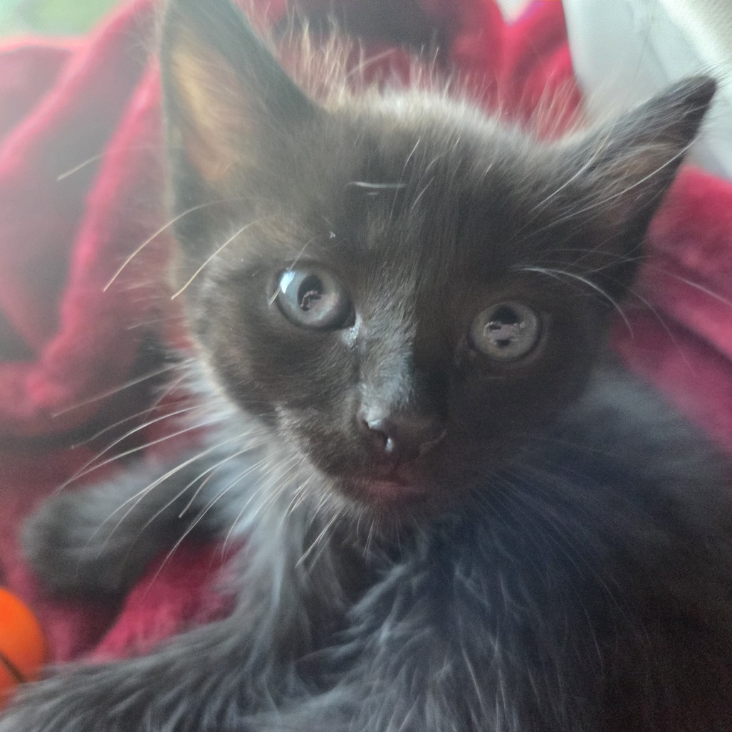 Shelter Stray Male Cat last seen , 2350 Appling City Cove, Memphis, TN 38133, USA