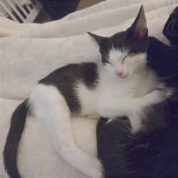 Shelter Stray Male Cat last seen , 2350 Appling City Cove, Memphis, TN 38133, USA
