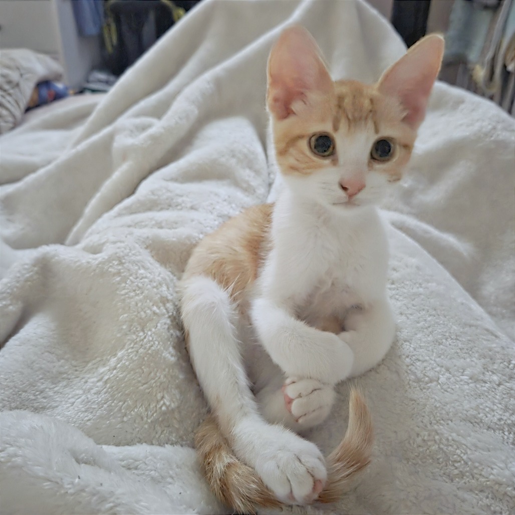 Shelter Stray Male Cat last seen , 2350 Appling City Cove, Memphis, TN 38133, USA