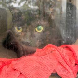 Shelter Stray Male Cat last seen , Animal Care & Control Team of Philly, 111 W Hunting Park Ave, Philadelphia, PA 19140, USA