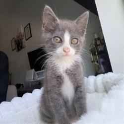 Shelter Stray Male Cat last seen , 2350 Appling City Cove, Memphis, TN 38133, USA
