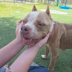 Shelter Stray Female Dog last seen , 2350 Appling City Cove, Memphis, TN 38133, USA
