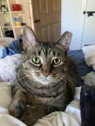 Lost Female Cat last seen Wilson mills rd and Lander rd, Mayfield, OH 44143