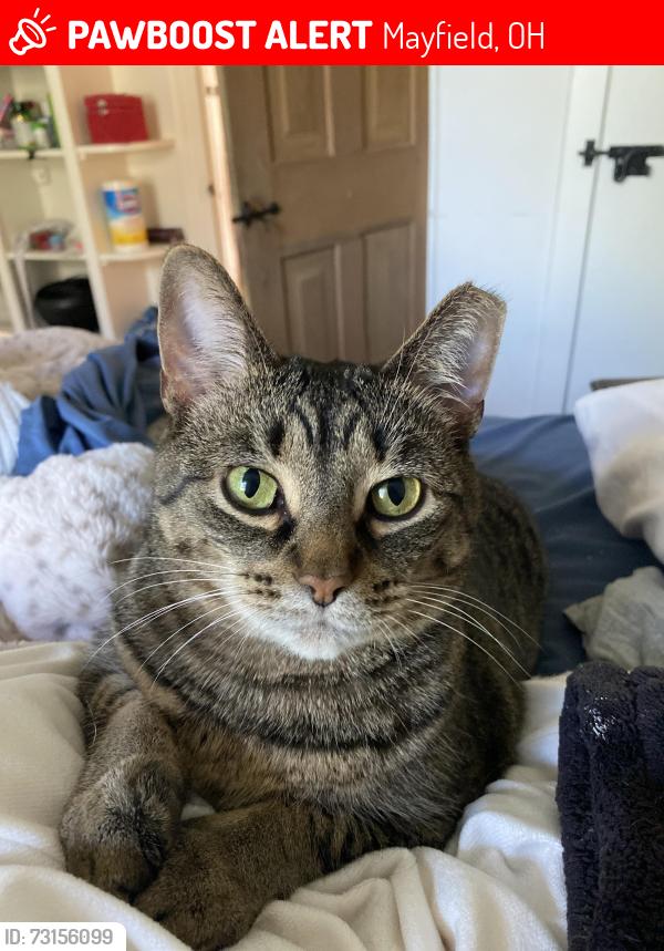 Lost Female Cat last seen Wilson mills rd and Lander rd, Mayfield, OH 44143