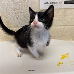 Shelter Stray Female Cat last seen , 2350 Appling City Cove, Memphis, TN 38133, USA