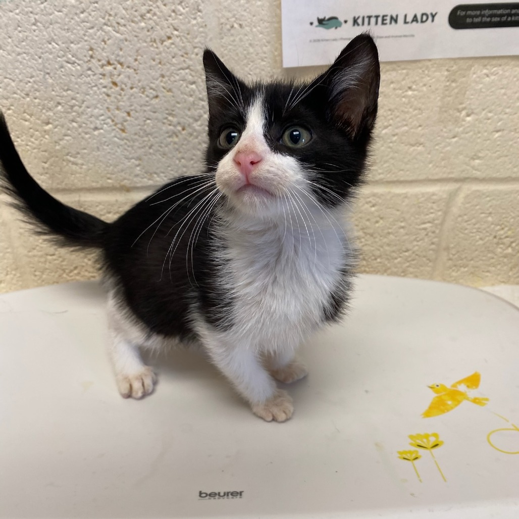 Shelter Stray Female Cat last seen , 2350 Appling City Cove, Memphis, TN 38133, USA