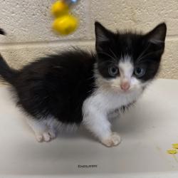 Shelter Stray Female Cat last seen , 2350 Appling City Cove, Memphis, TN 38133, USA