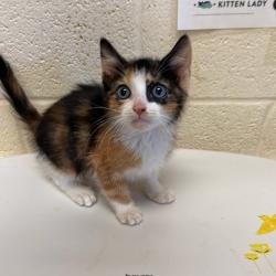 Shelter Stray Female Cat last seen , 2350 Appling City Cove, Memphis, TN 38133, USA