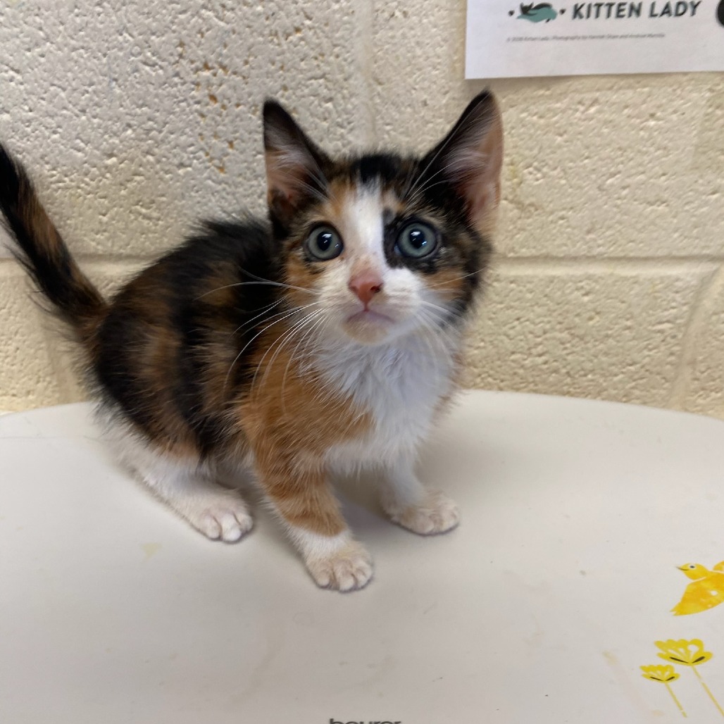 Shelter Stray Female Cat last seen , 2350 Appling City Cove, Memphis, TN 38133, USA