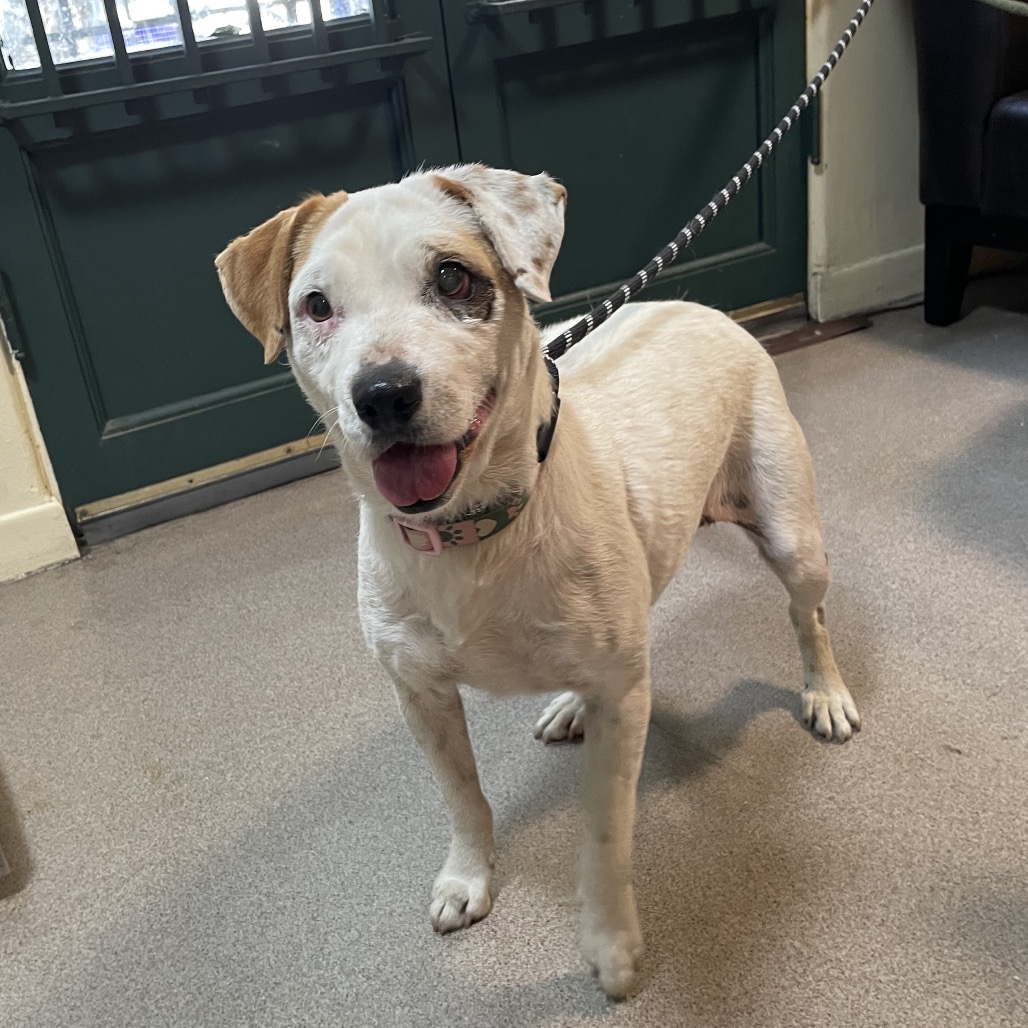 Shelter Stray Female Dog last seen , 361 S Raymond Ave, Pasadena, CA 91105, USA