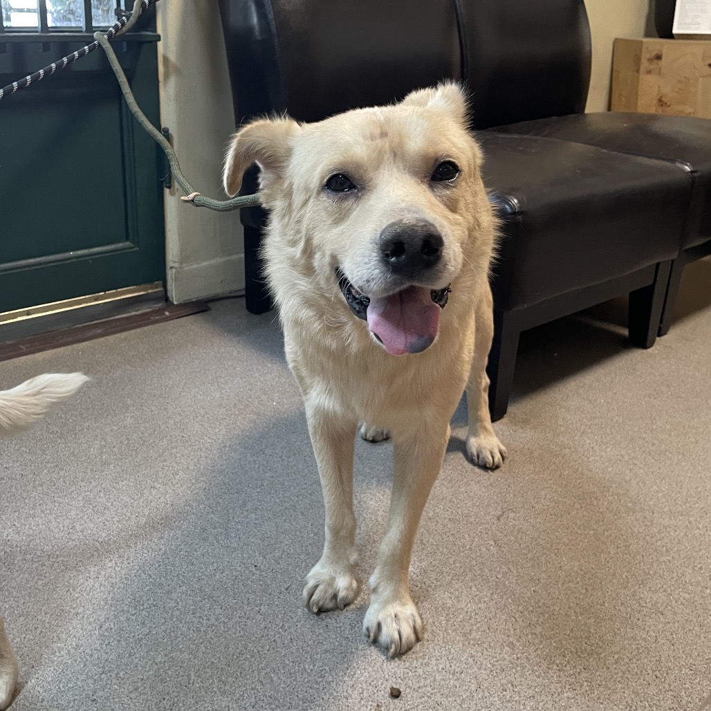 Shelter Stray Male Dog last seen , 361 S Raymond Ave, Pasadena, CA 91105, USA