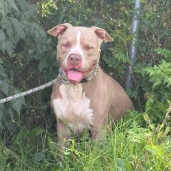 Shelter Stray Male Dog last seen , 2700 Walnut Pl, St. Louis, MO 63103, USA